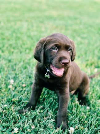 chocolade labrador puppy